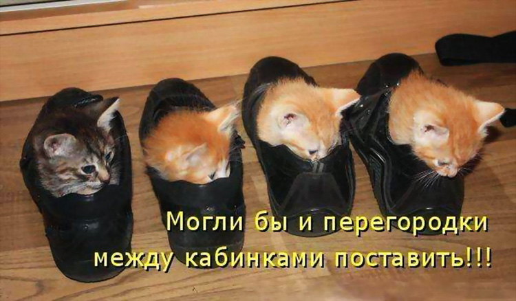 Котики